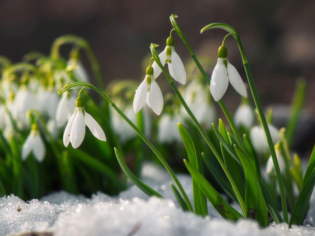 Snowdrop: A Delicate Herald Of Spring