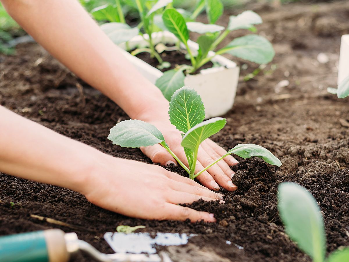 How And When To Transplant Seedlings For A Thriving Garden | Gardening Know  How