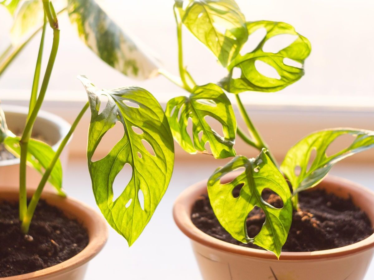 When to repot a monstera: experts offer their top tips | Homes and Gardens