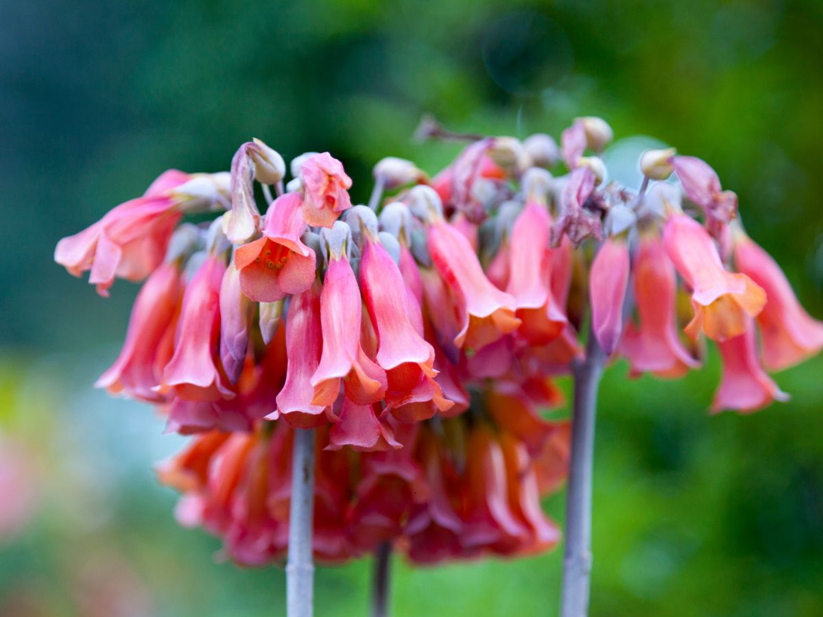 Mother of millions care: Expert tips to keep it flowering | Homes and  Gardens