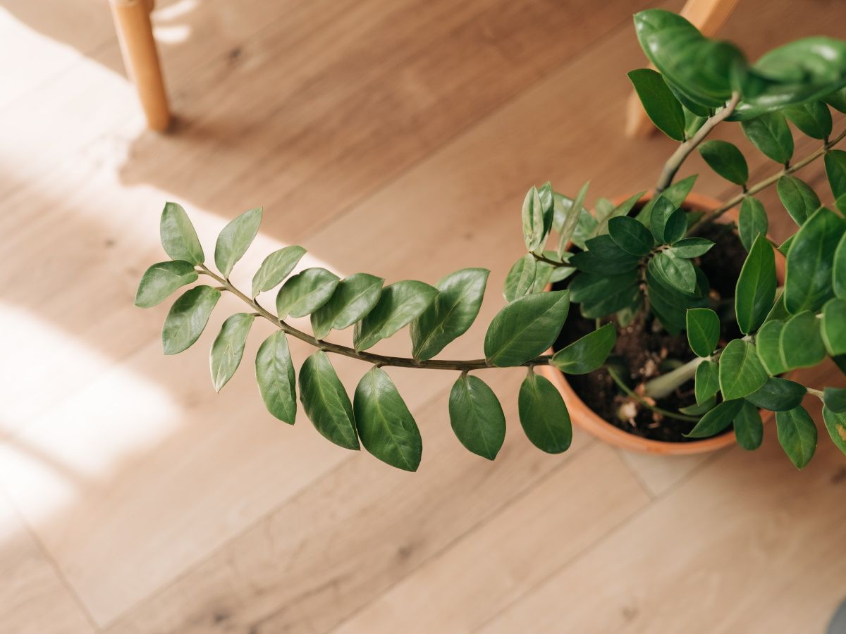 Why is my ZZ plant drooping? Experts reveal 3 common causes | Homes and  Gardens
