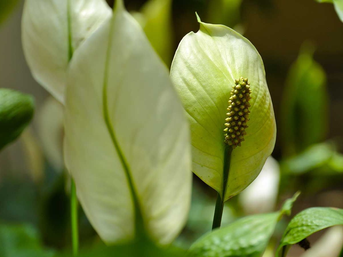 Why is my peace lily drooping? The houseplant experts advise | Homes and  Gardens