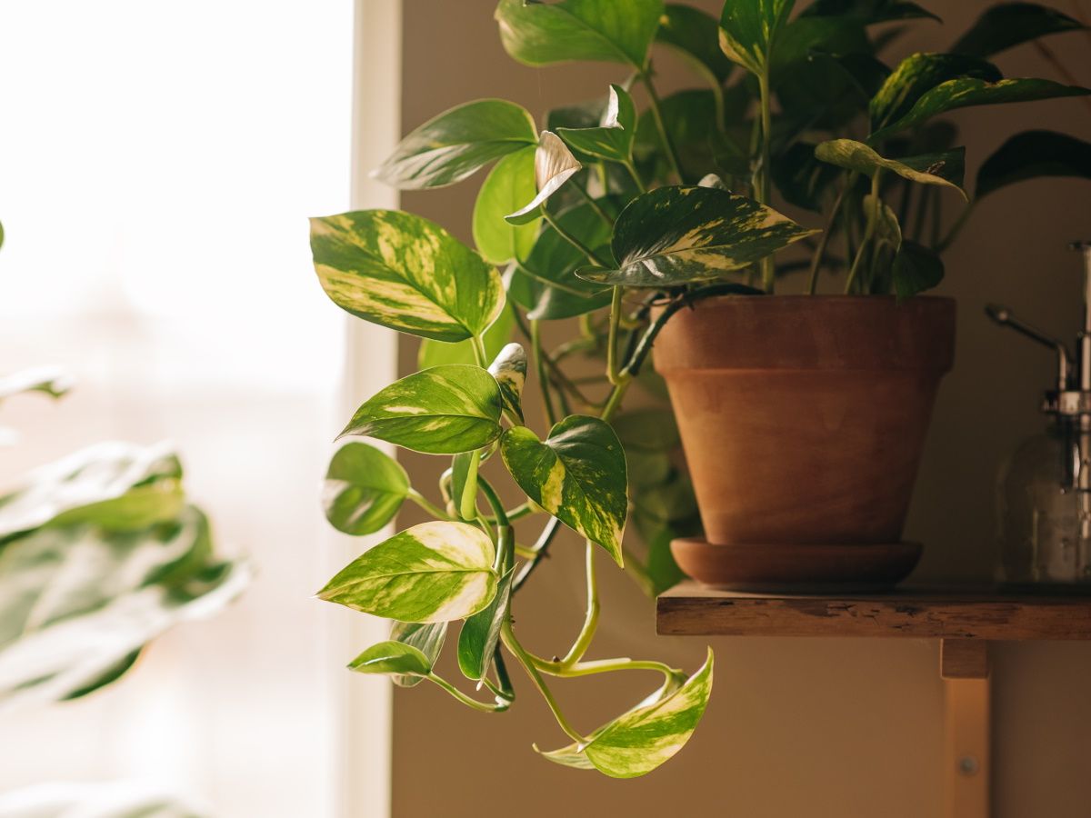 Pebble tray for plants vs plant mister: Which is better? | Homes and Gardens