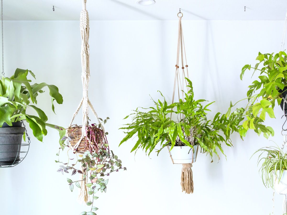 Best indoor hanging plants: 12 trailing varieties | Homes and Gardens