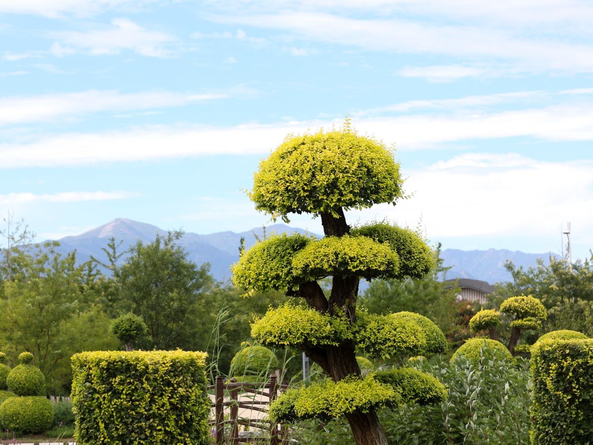 What is cloud pruning? | Homes and Gardens