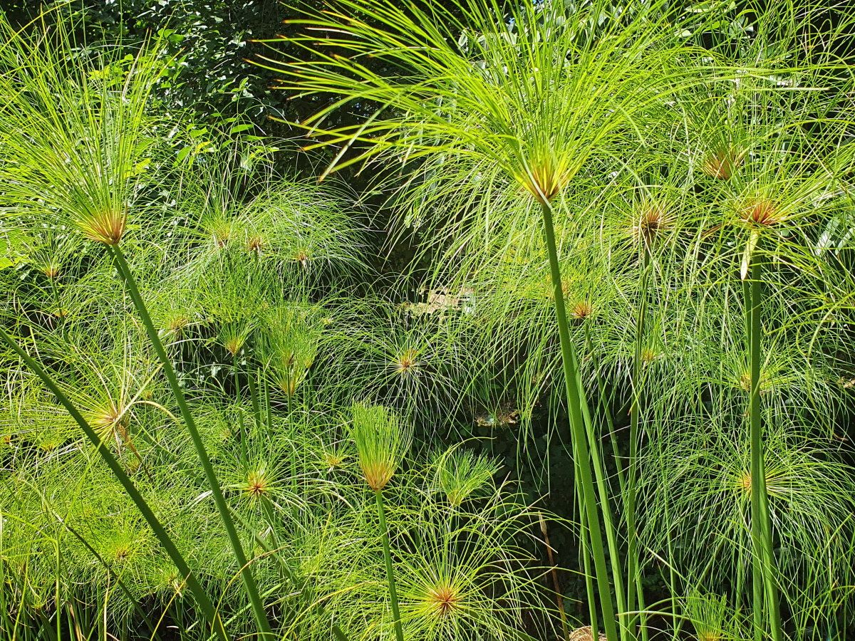 aquarium plant seeds Aquarium Plant Seeds Water Aquatic Green Water Grass Decoration Easy P –  Creature Popcorn