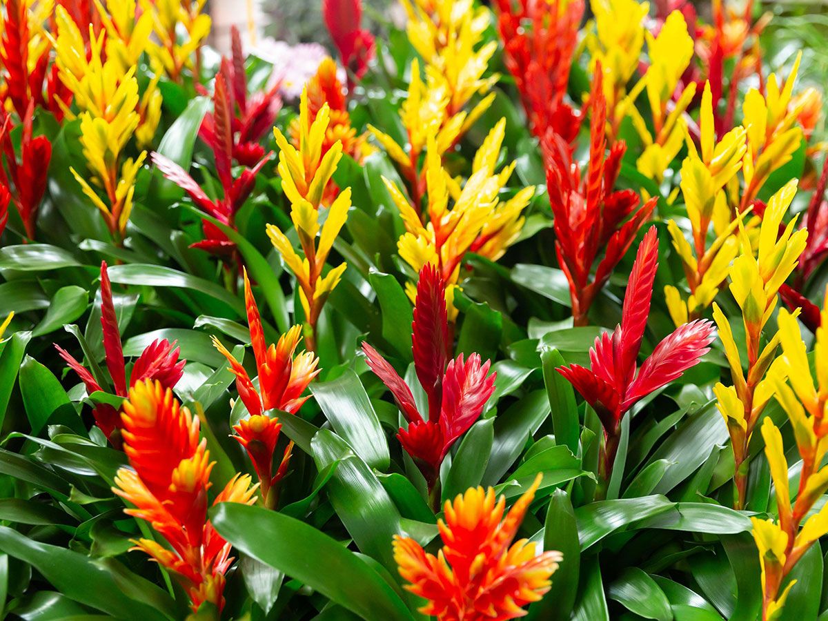 Bromeliad care and growing guide: expert houseplant tips | Homes and Gardens