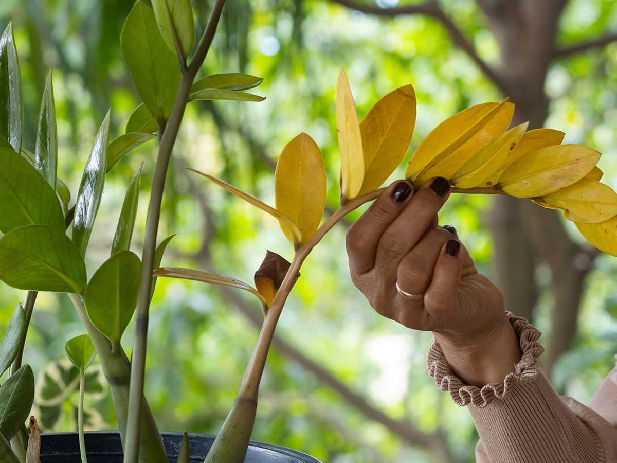 bamboo plant pots Bamboo Plants Buy 1 Get 1 Free, Hardy In Your Zone, Fast Ship, 2-3 Feet / Buy 1 Get 1 Free main image 1