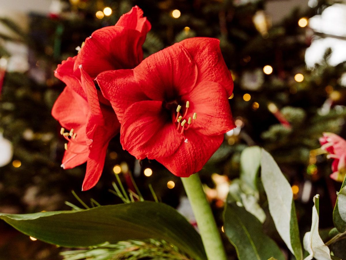 Amaryllis Plant Care: The Secret to Long-Term Flowers | Gardening Know How