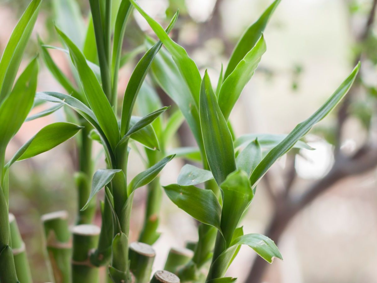 How to propagate lucky bamboo: grow new plants for your home | Homes and  Gardens