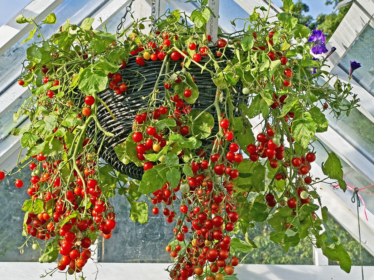 indoor plant greenhouse 9x6 Poppy Greenhouse Backyard Discovery main image 0