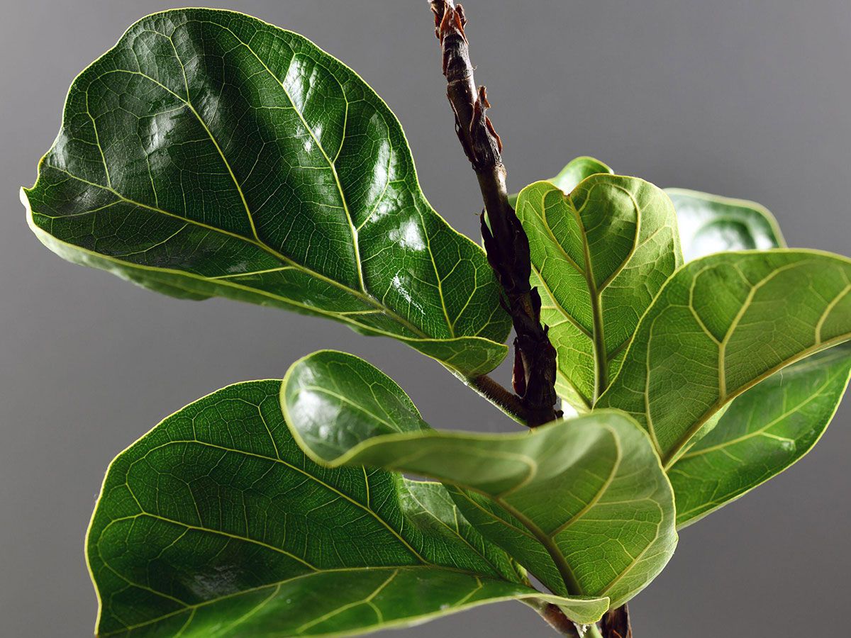 Fiddle leaf fig pruning: expert tips on how and why to do it | Homes and  Gardens