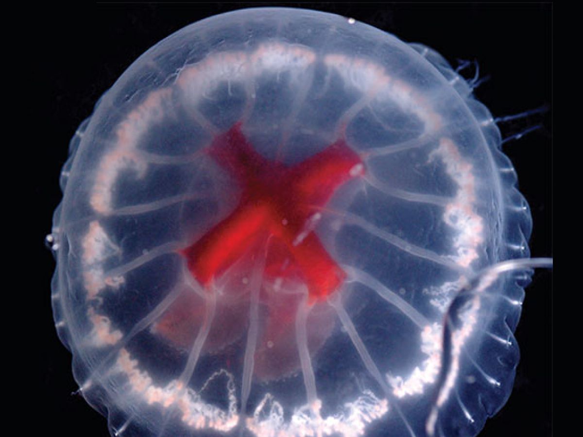 Bizarre jellyfish with bright red cross for a stomach discovered