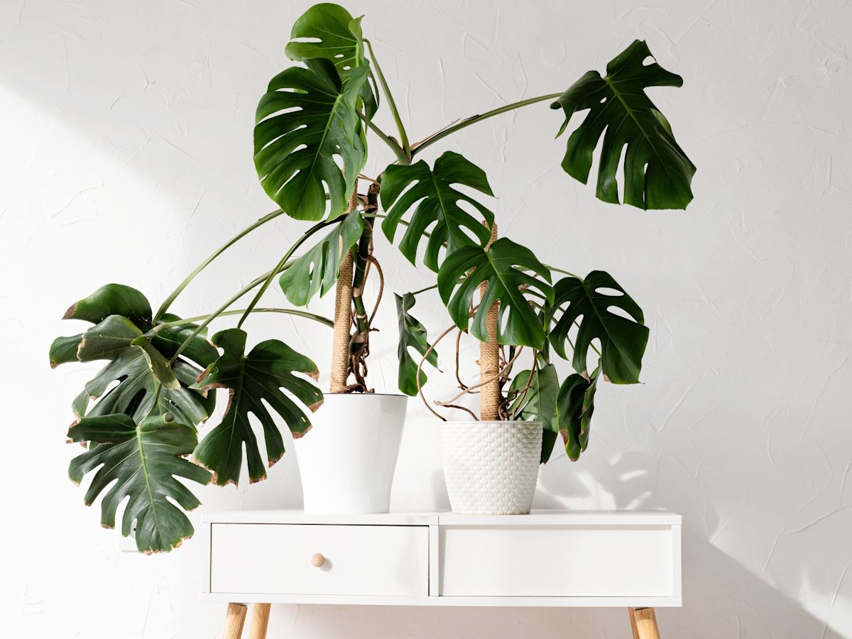 monstera deliciosa panaschiert Monstera variegata