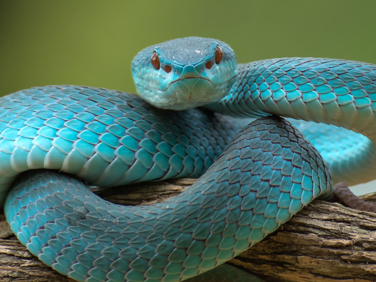 Snake quiz: Let's ssseee what you know about these slithering reptiles | Live Science