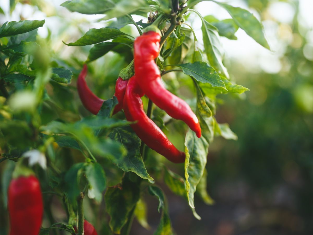 When and how to fertilize chili plants - a focused look | Homes and Gardens