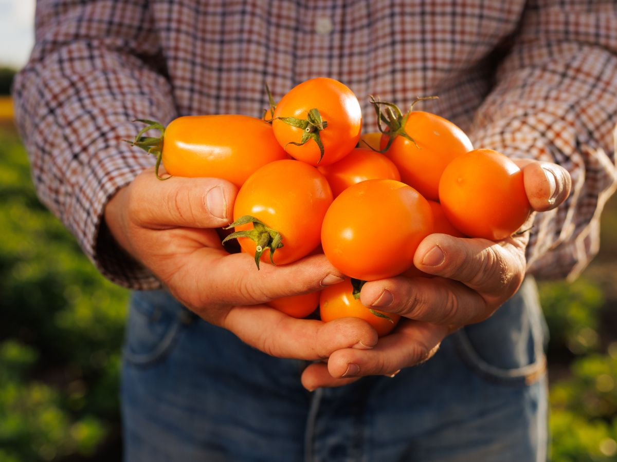 Tasty Orange Tomatoes To Add To Your Vegetable Garden | Gardening