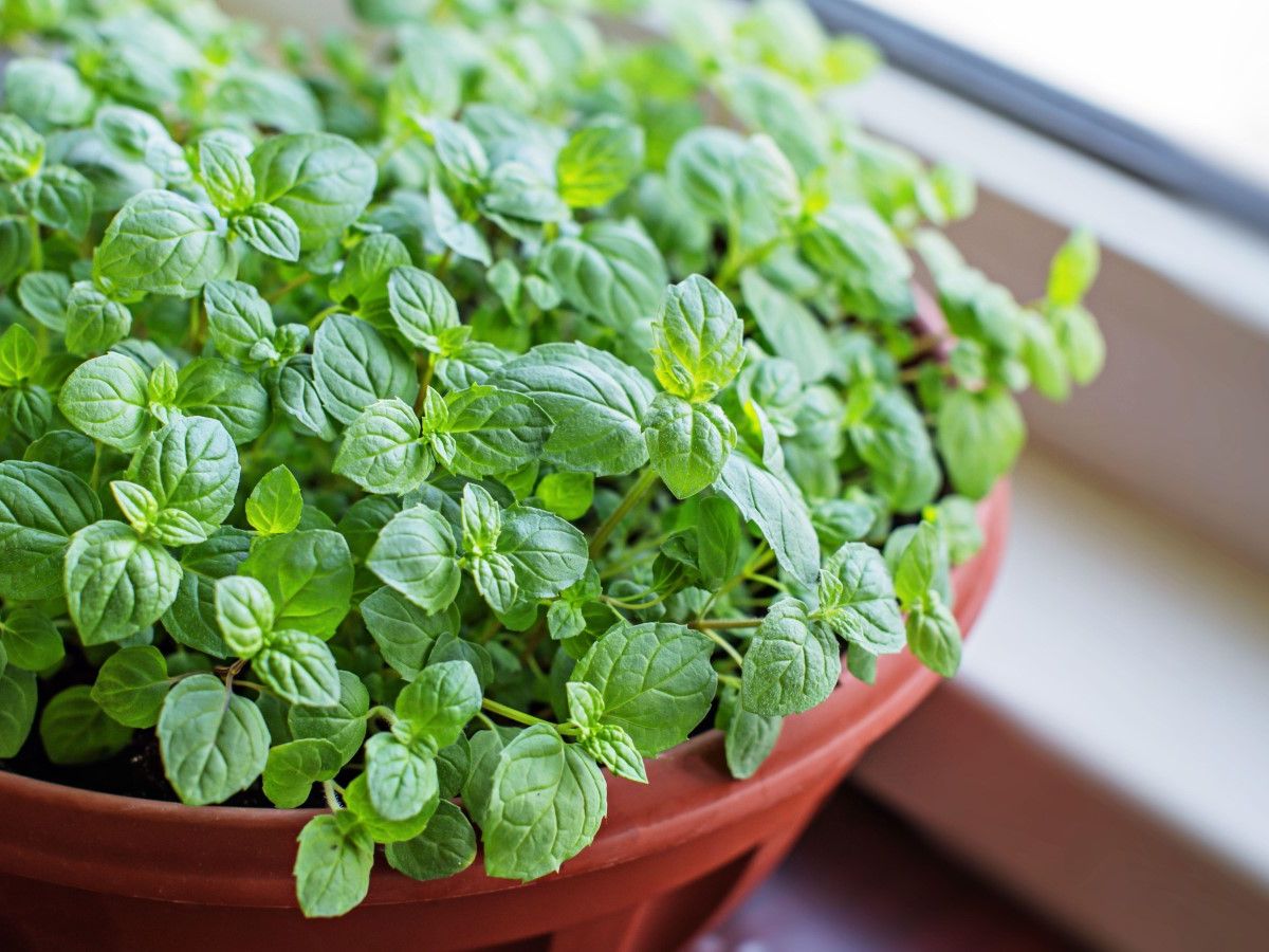 How to grow mint indoors: expert tips for windowsill crops | Homes and  Gardens