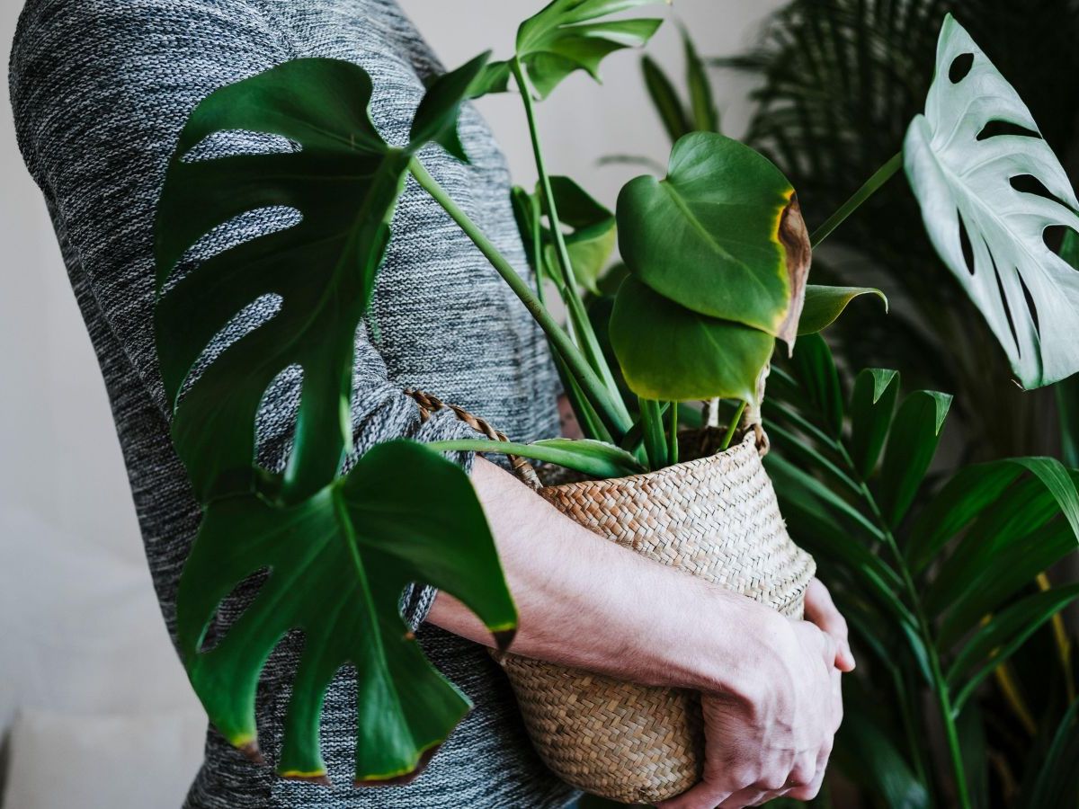 Why are my monstera leaves turning yellow? | Homes and Gardens