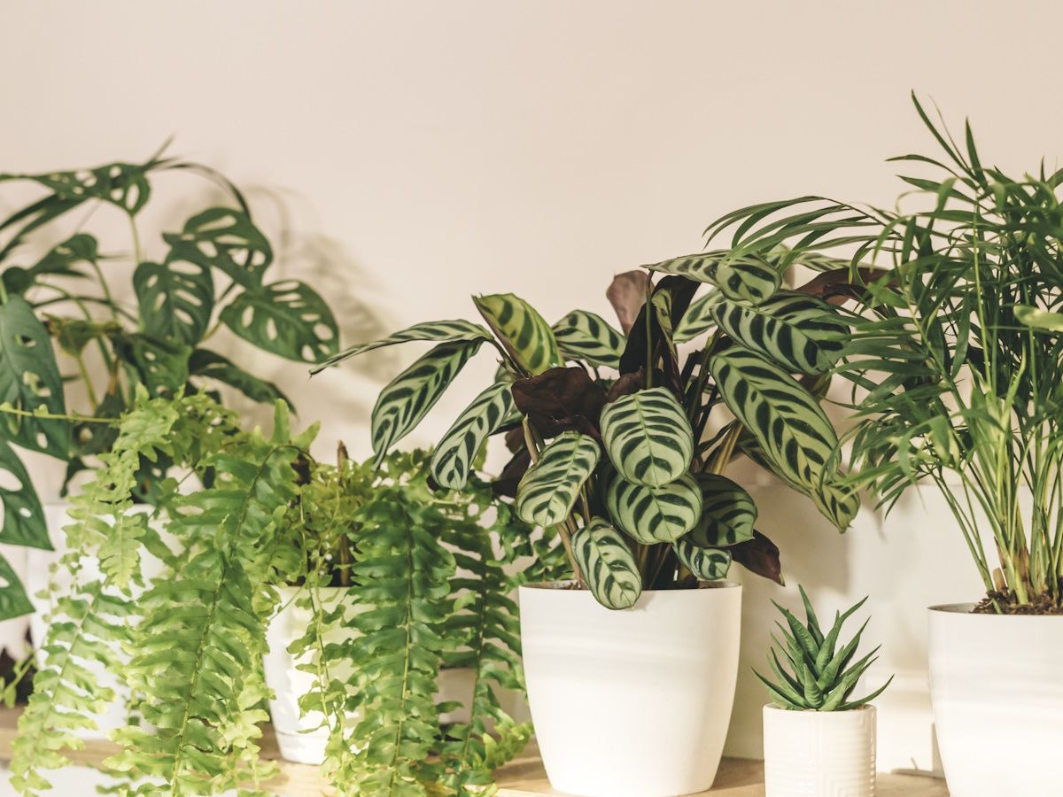 Why are the leaves on my calathea curling? Expert tips | Homes and Gardens