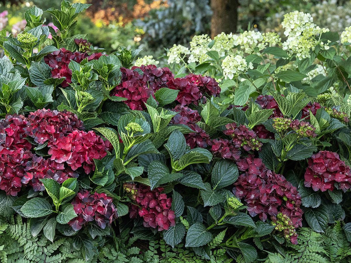 This New Hydrangea is the Unexpected 'It' Plant of 2026