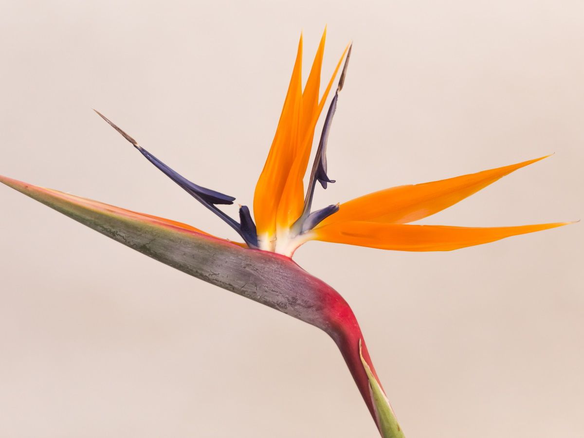 How to propagate bird of paradise: 3 expert ways | Homes and Gardens