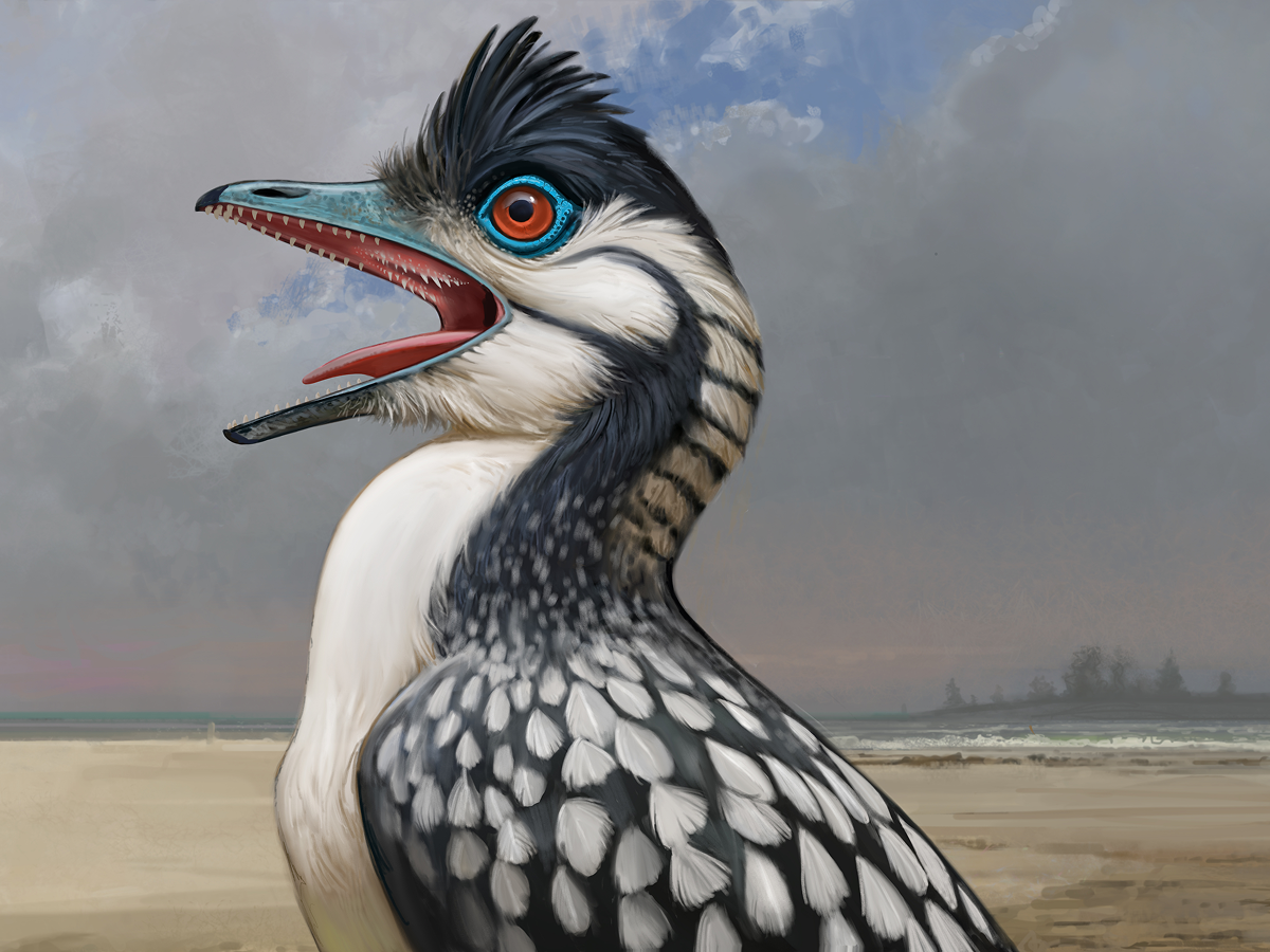 Archaeopteryx, one of the world's first proto birds, has a set of