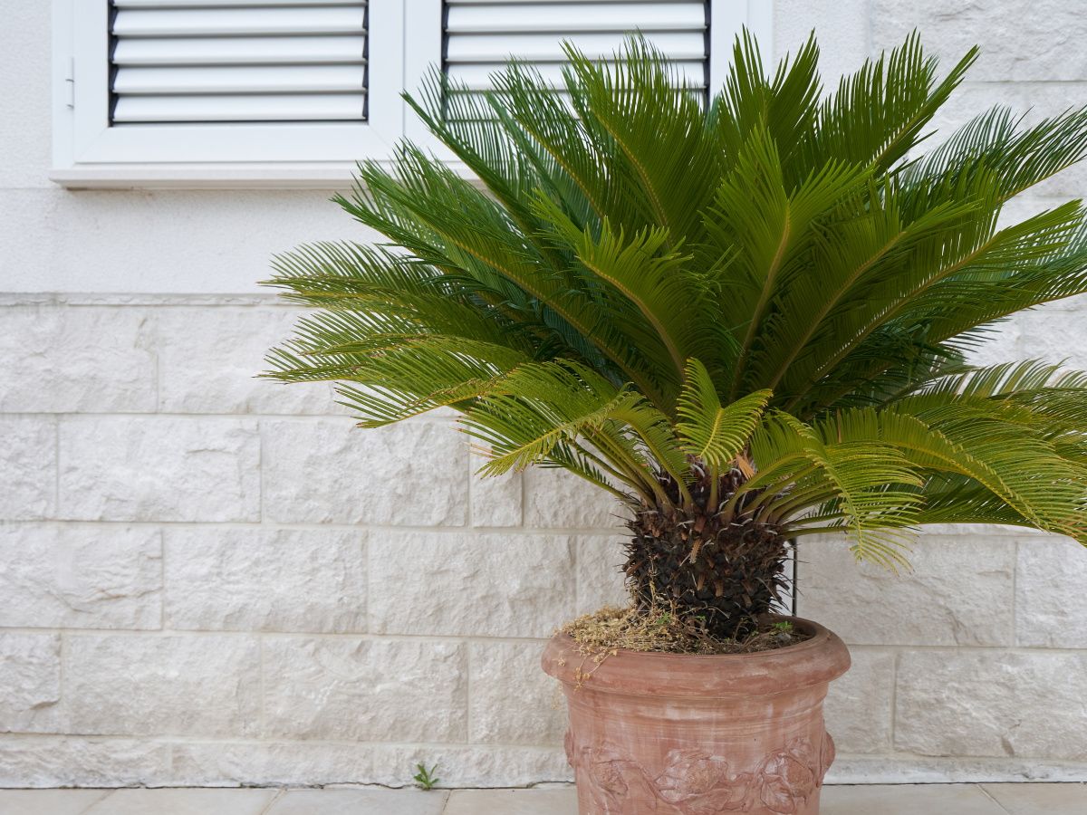 How to care for a sago palm: 3 tips from houseplant experts | Homes and  Gardens