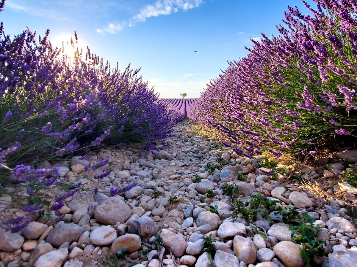 Professional lavender field demonstrating effective groundhog deterrent landscaping