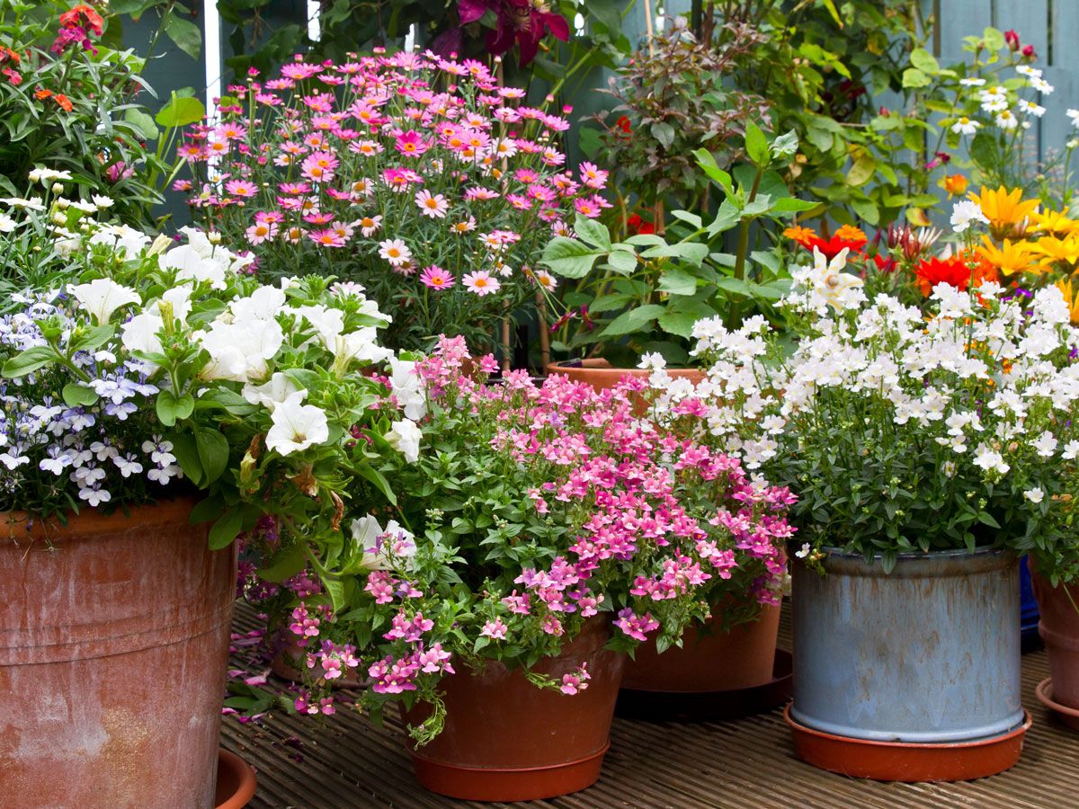 12 Easiest Potted Plants For Patios, Decks And Terraces | Gardening Know How