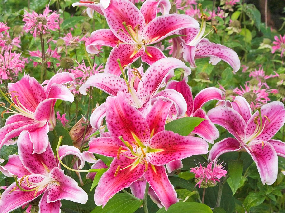 How and When to Transplant Lilies: A Guide for Success | Gardening Know How