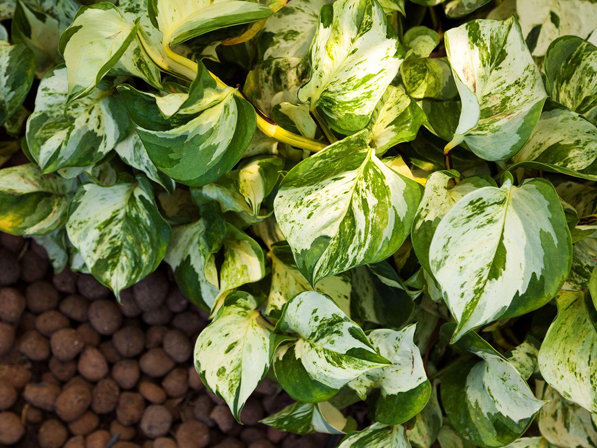 Why is my golden pothos turning yellow? Expert advice | Homes and Gardens