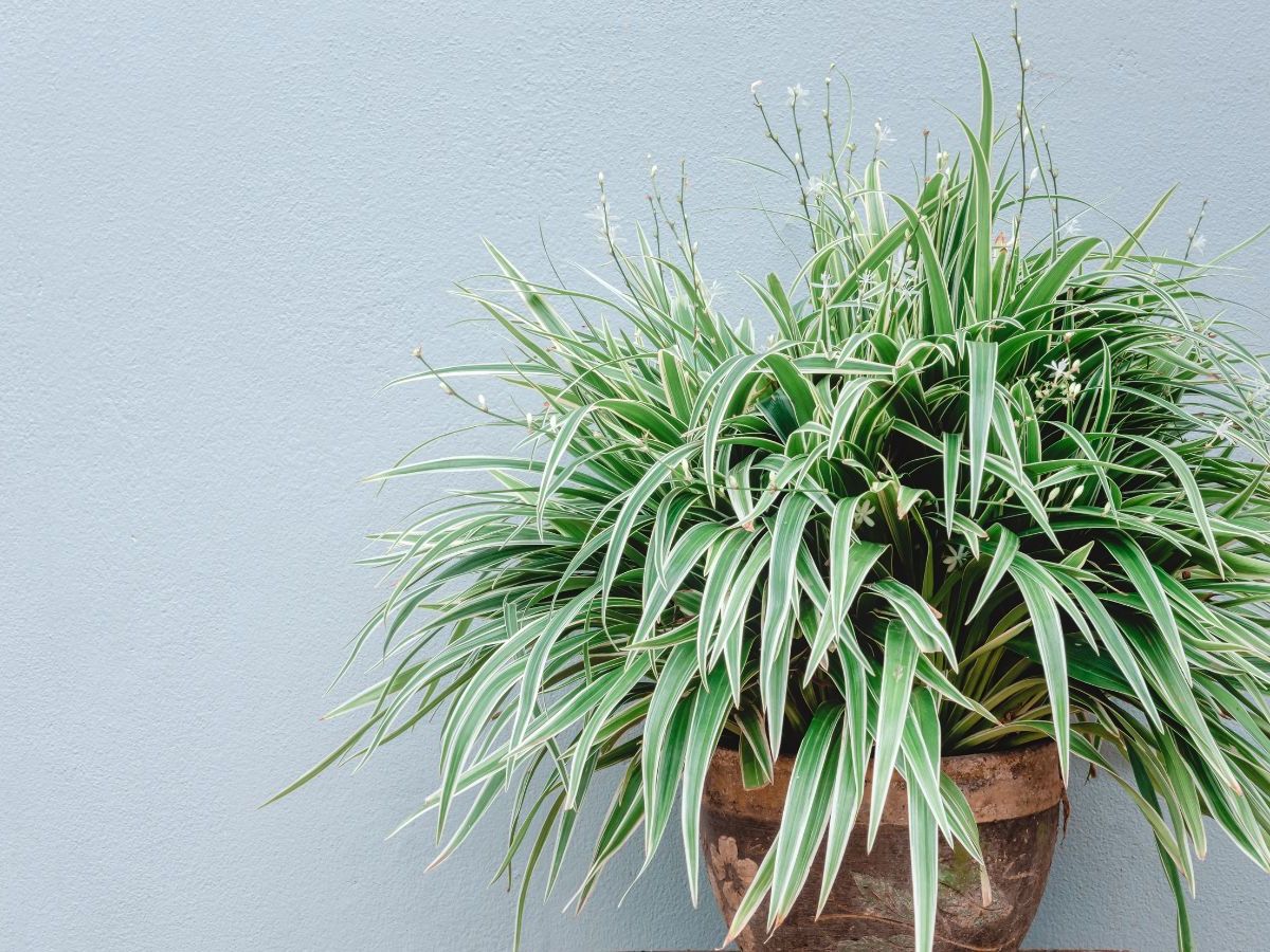 How to Get a Spider Plant to Flower: 3 Things to Try | Homes and Gardens