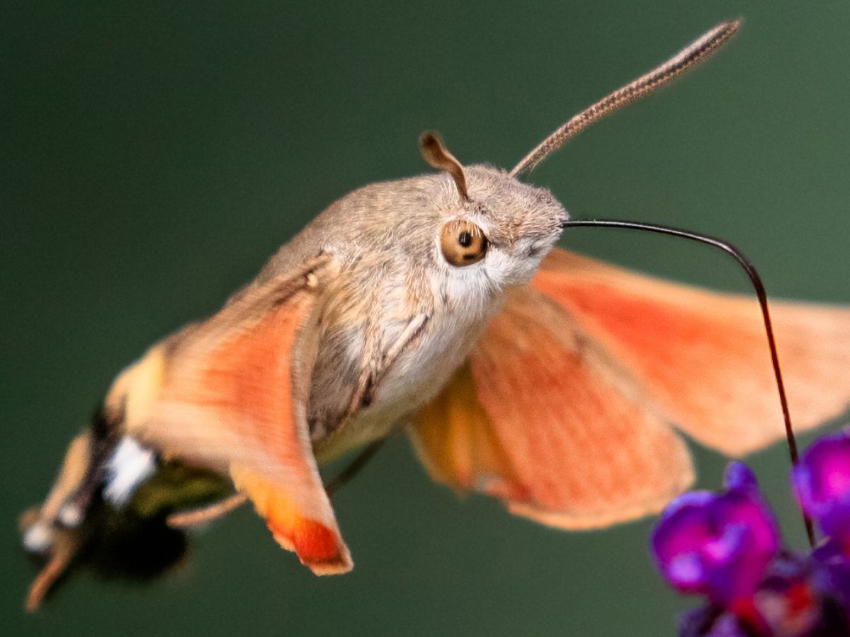 Ngengat elang kolibri: Serangga mirip burung dengan mulut penghisap raksasa  | Live Science