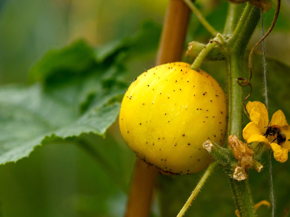 How to grow lemon cucumbers in your vegetable garden | Homes and Gardens