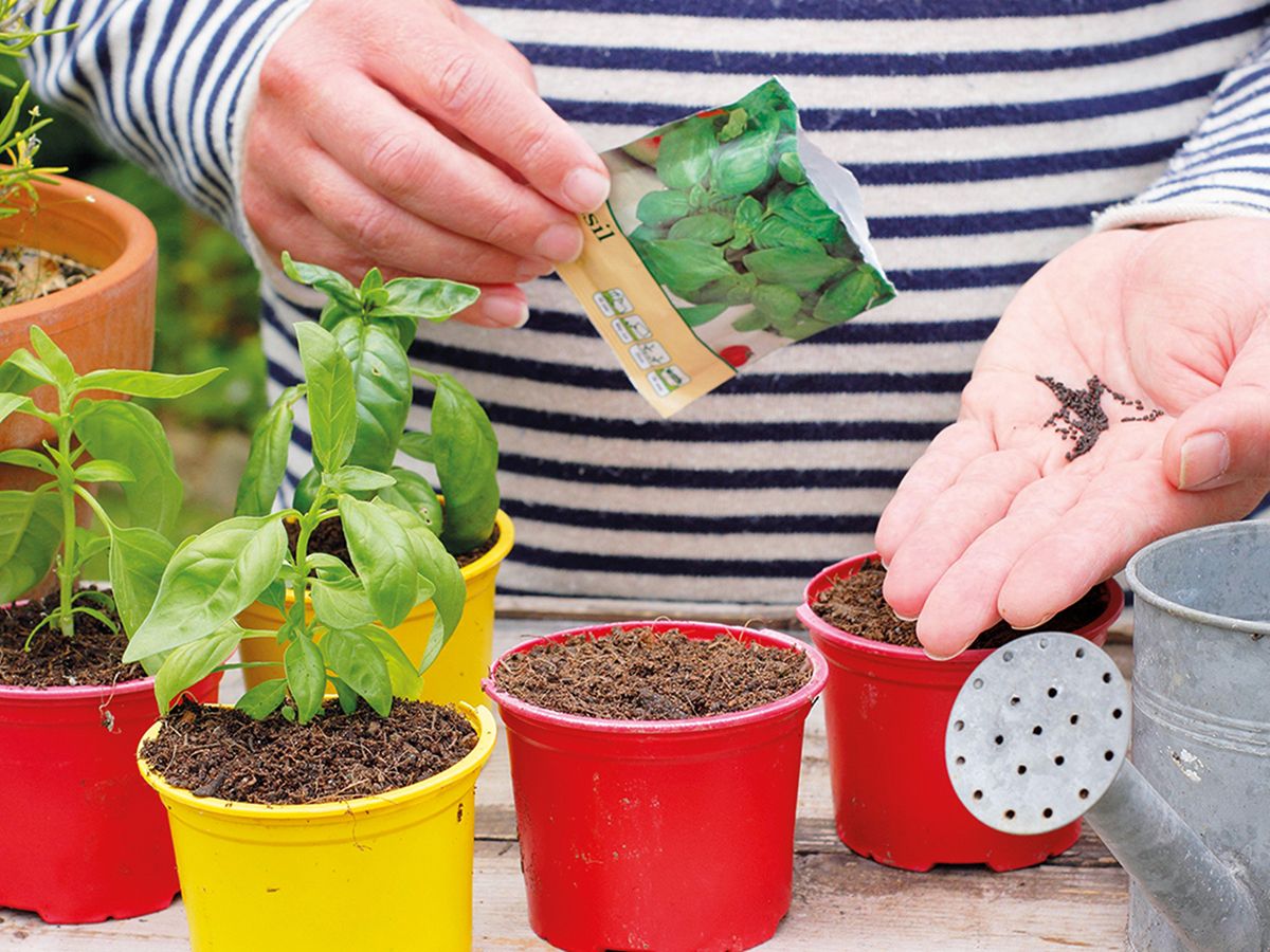 How To Grow Seeds Quickly: 8 Tricks For Fast Flowers & Crops | Gardening  Know How
