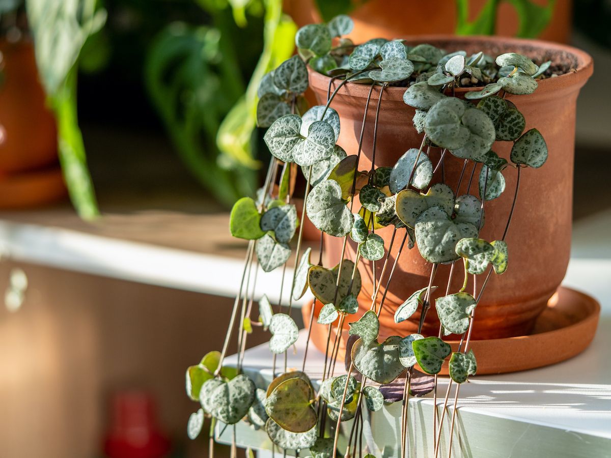 Four trailing houseplants to instantly elevate your space | Real Homes