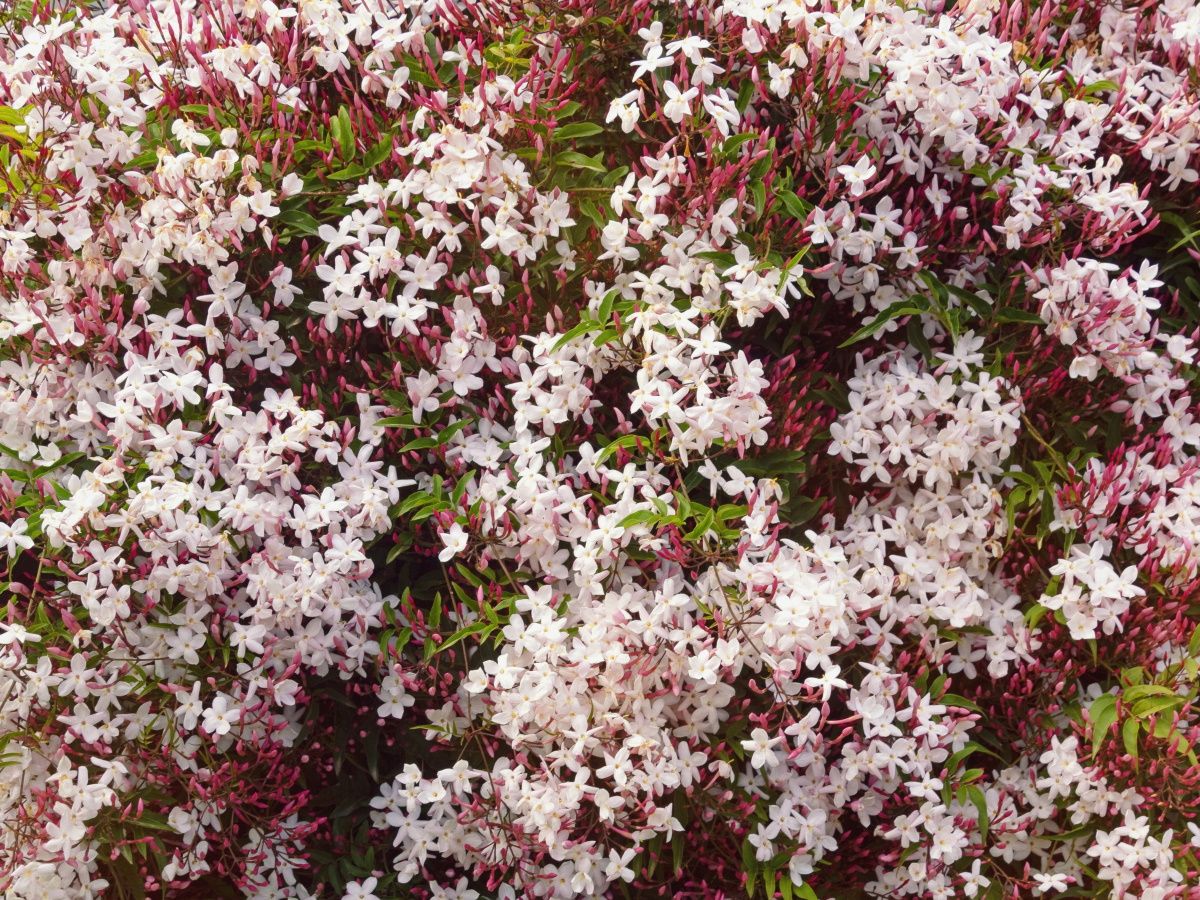 How to care for jasmine plants: experts share 3 top tips | Homes and Gardens