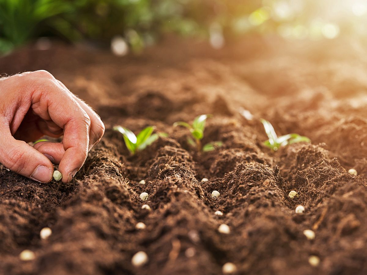How To Direct Sow Seeds In The Garden For No-Fuss Growing | Gardening Know  How