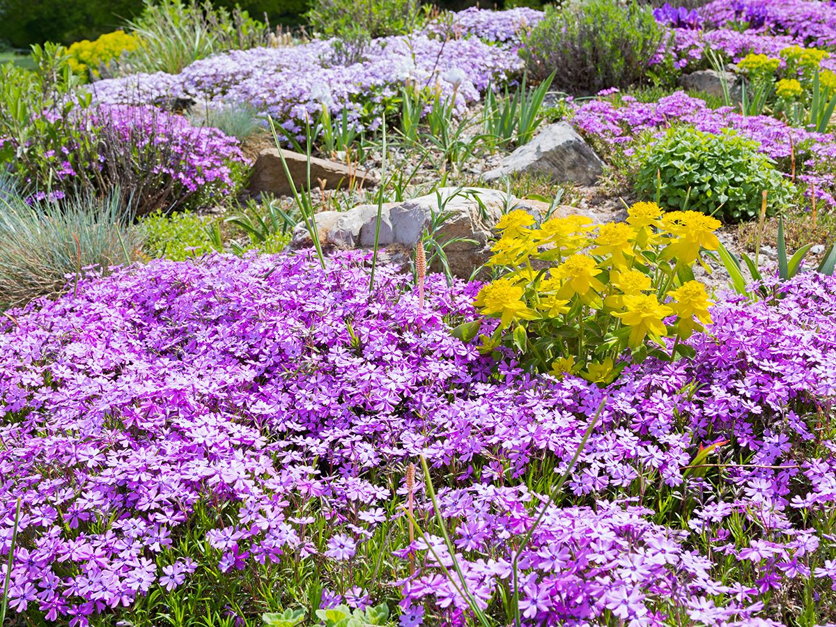 Evergreen Shade Ground Cover Plants