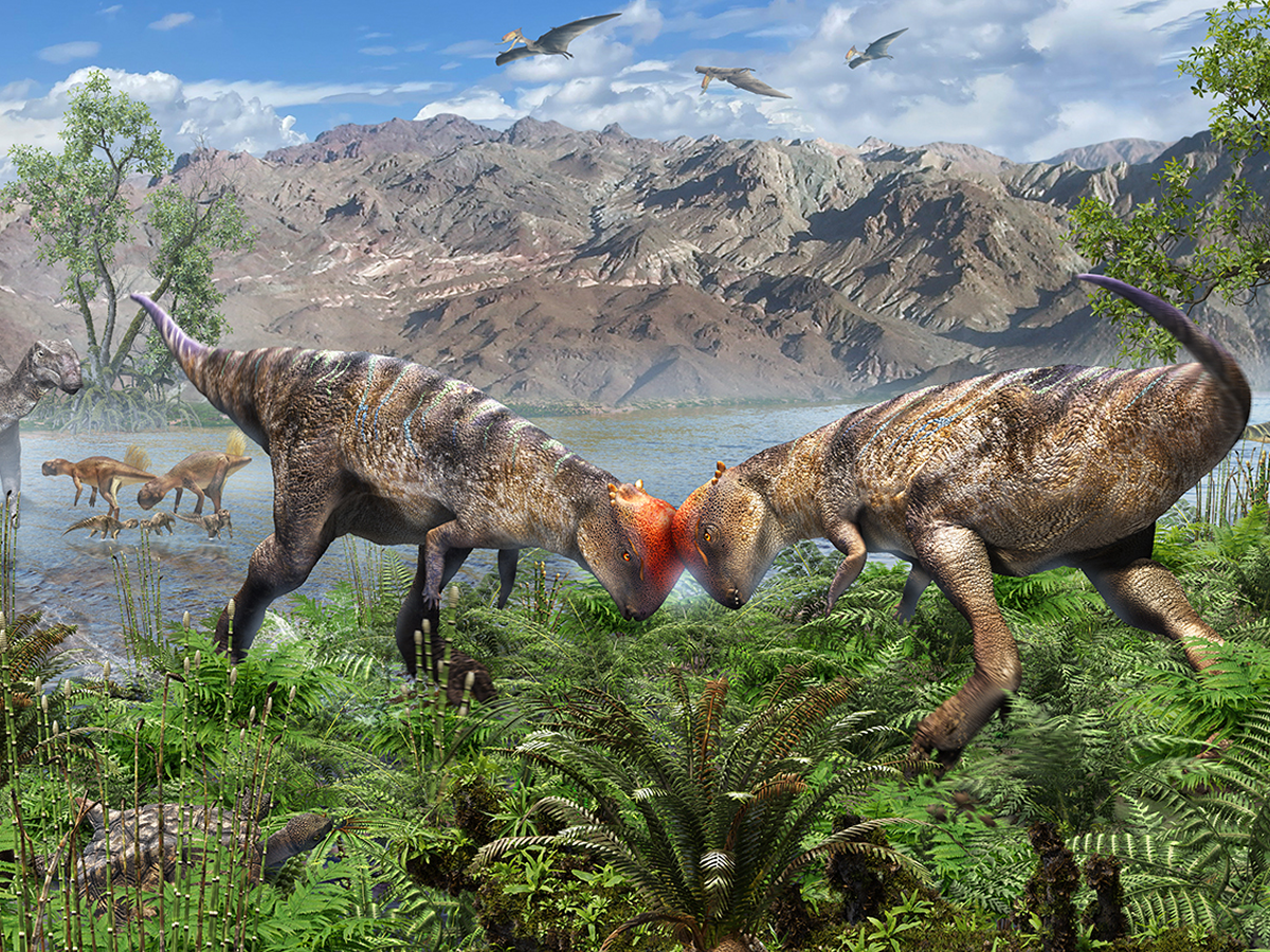 Oldest-known dome-headed dinosaur discovered sticking out of a