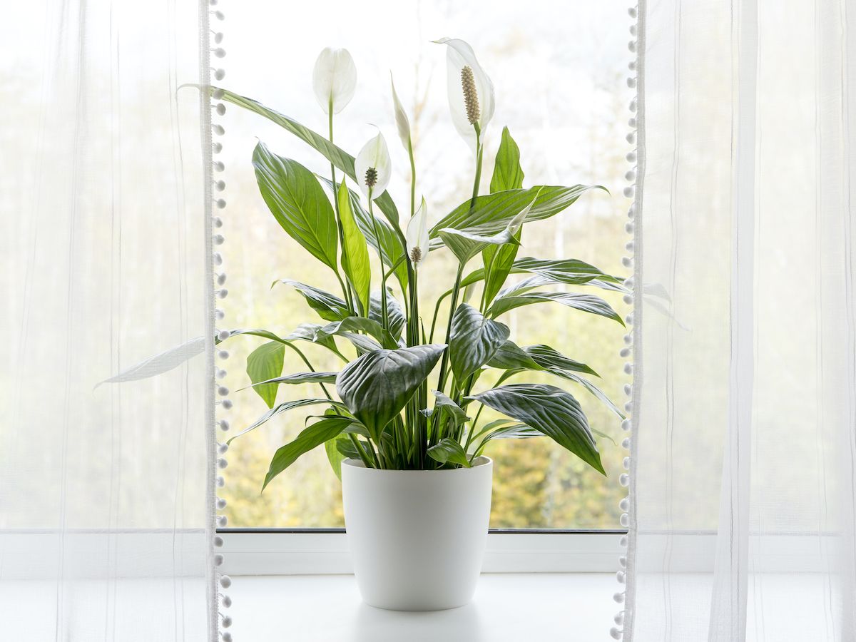 prayer plant calathea Calathea Vittata 