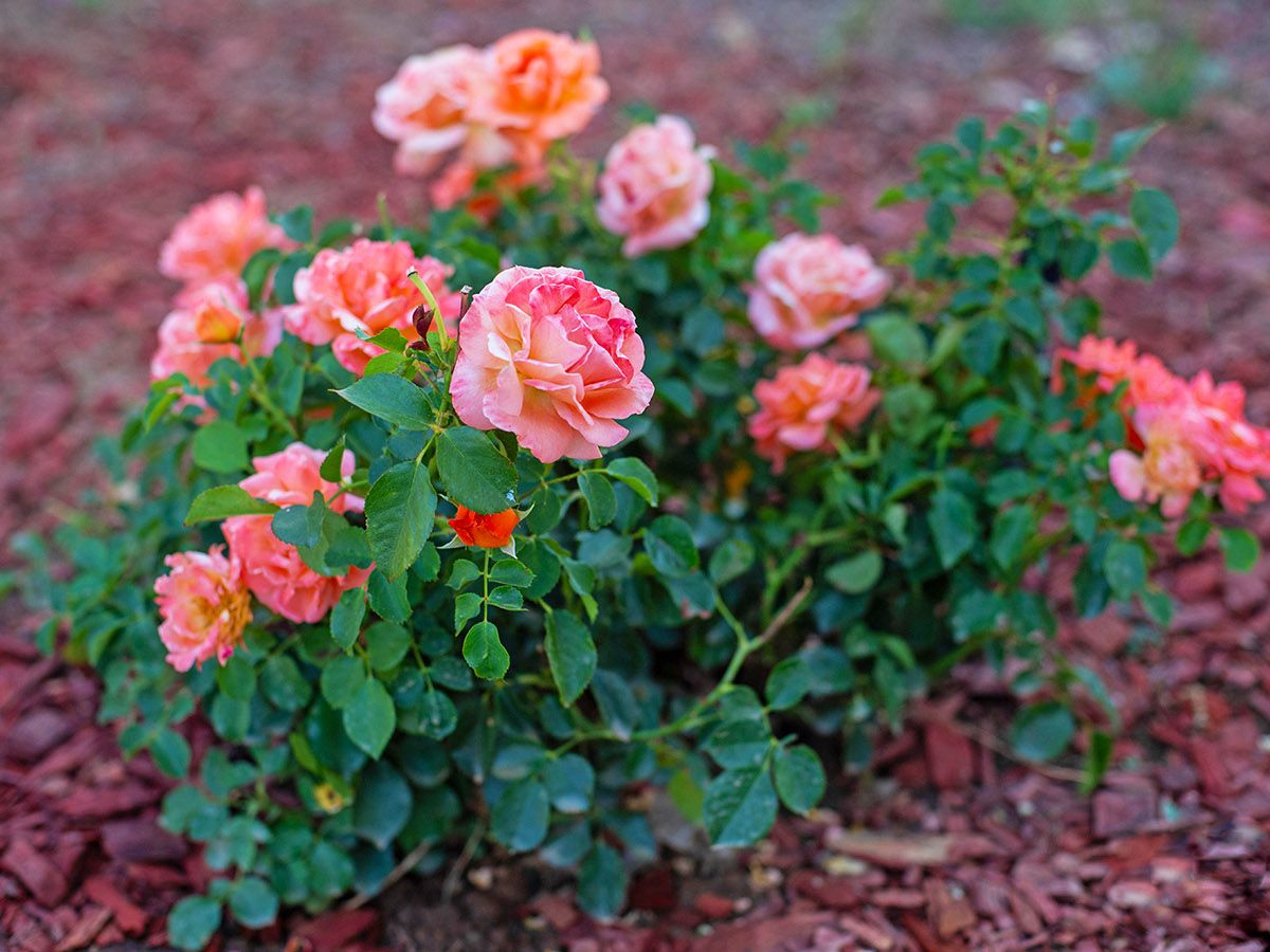 Best Mulch For Roses: An Expert Guide To Choosing & Applying ...
