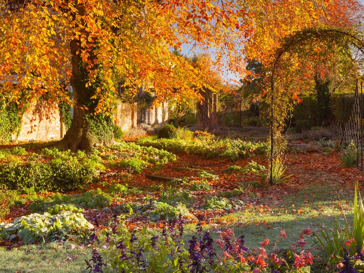 特売❗️リリパット269☆ ENGLISH GARDEN AUTUMN HUES X8cUNpB8vmgSF3Bke8yQwQ.jpg