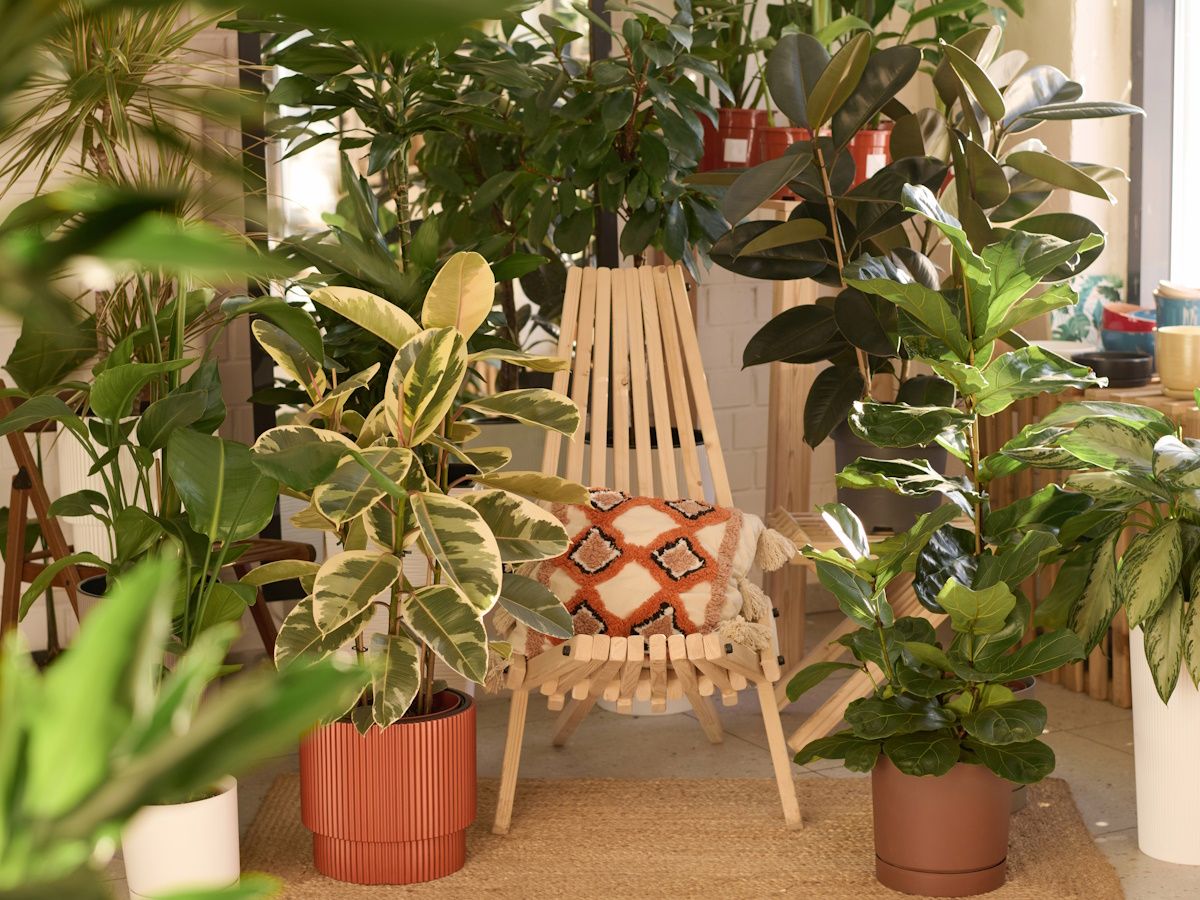 How to get rid of a houseplant gnat infestation: 5 expert tips | Homes and  Gardens