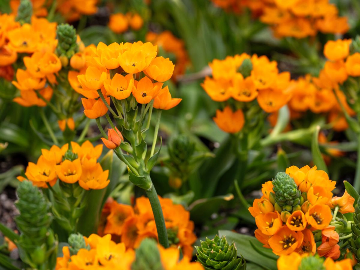 Orange Star Plant Care: Grow Striking Blooms Indoors & Out | Gardening Know  How