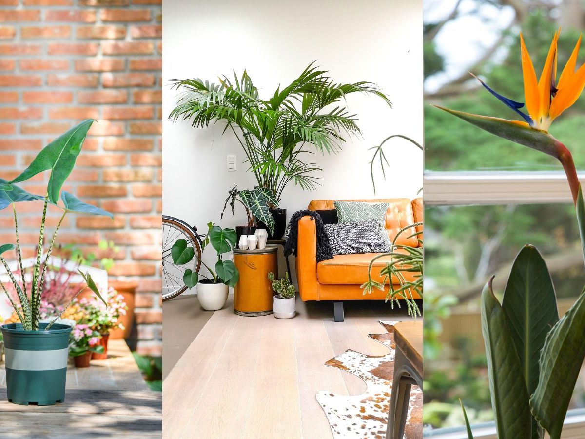 triffid monstera Monstera Monstera Tricolor (TC Plantlet) - Preorder | Plants main image 1