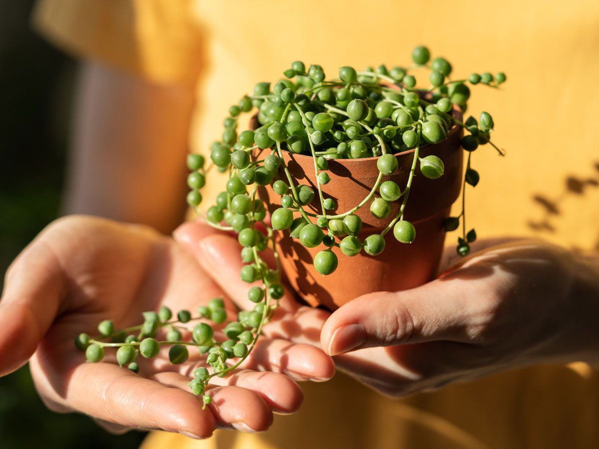Complete Guide To Growing A String Of Pearls Plant | Gardening Know How