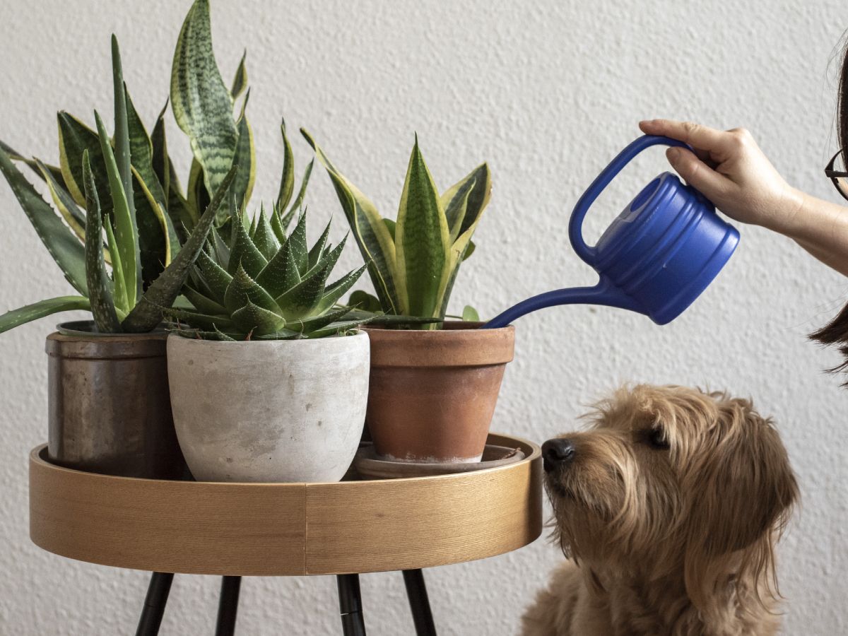 Are Snake Plants Toxic To Dogs? How To Keep Your Pup Safe | Gardening Know  How