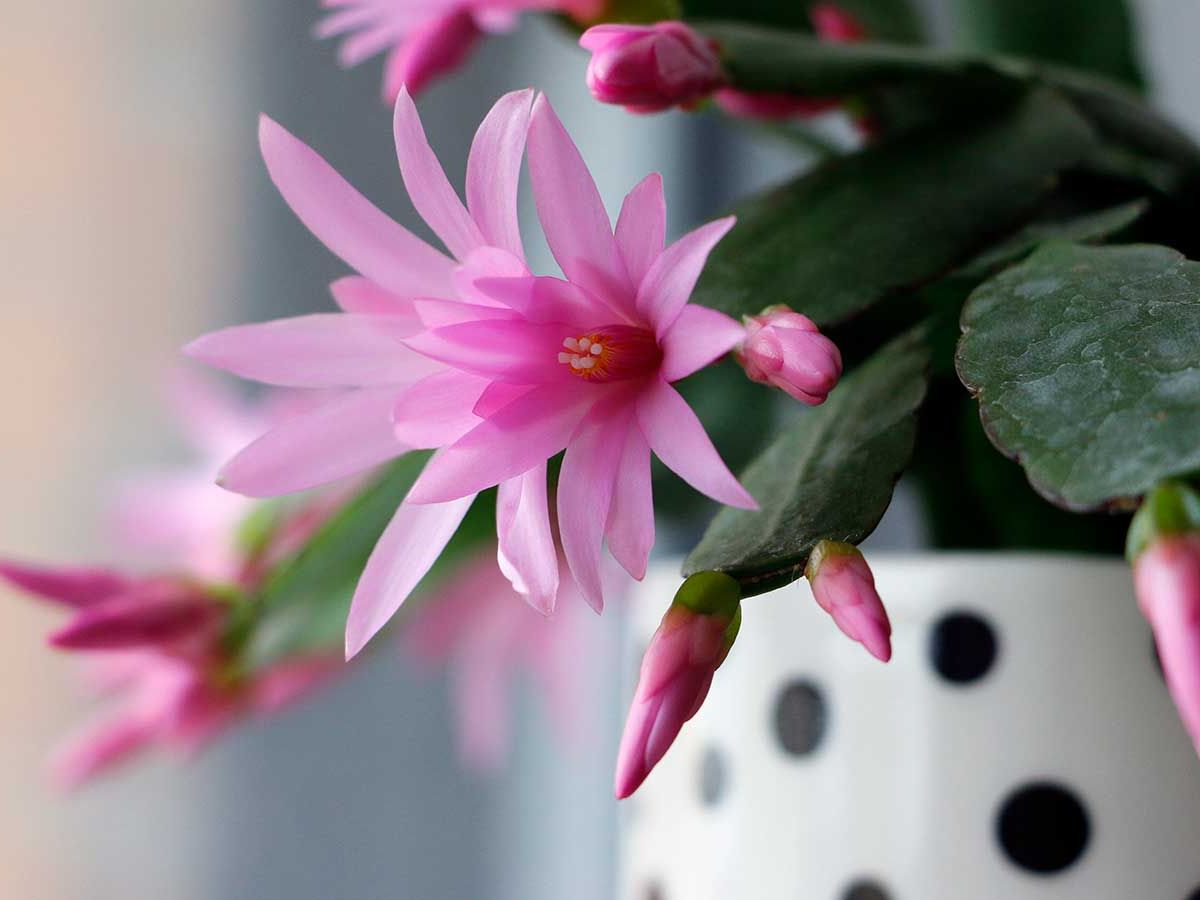 How to repot a Christmas cactus: easy tips from the experts | Homes and  Gardens
